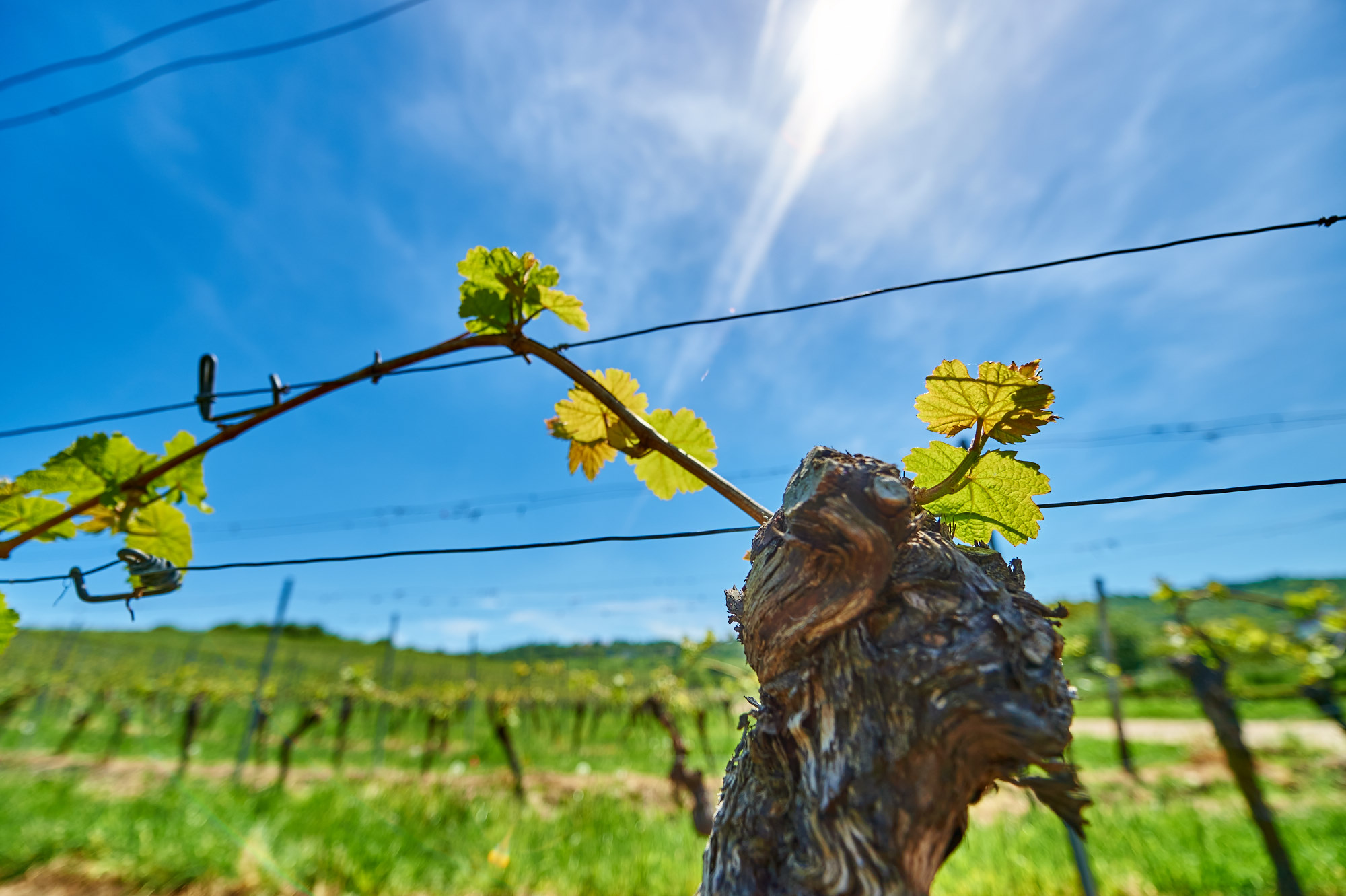 ROSÉWEINE (copy) (copy)